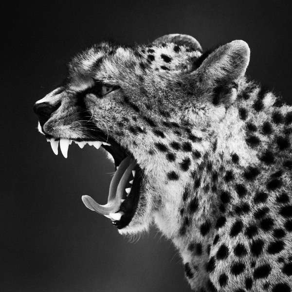 Laurent Baheux